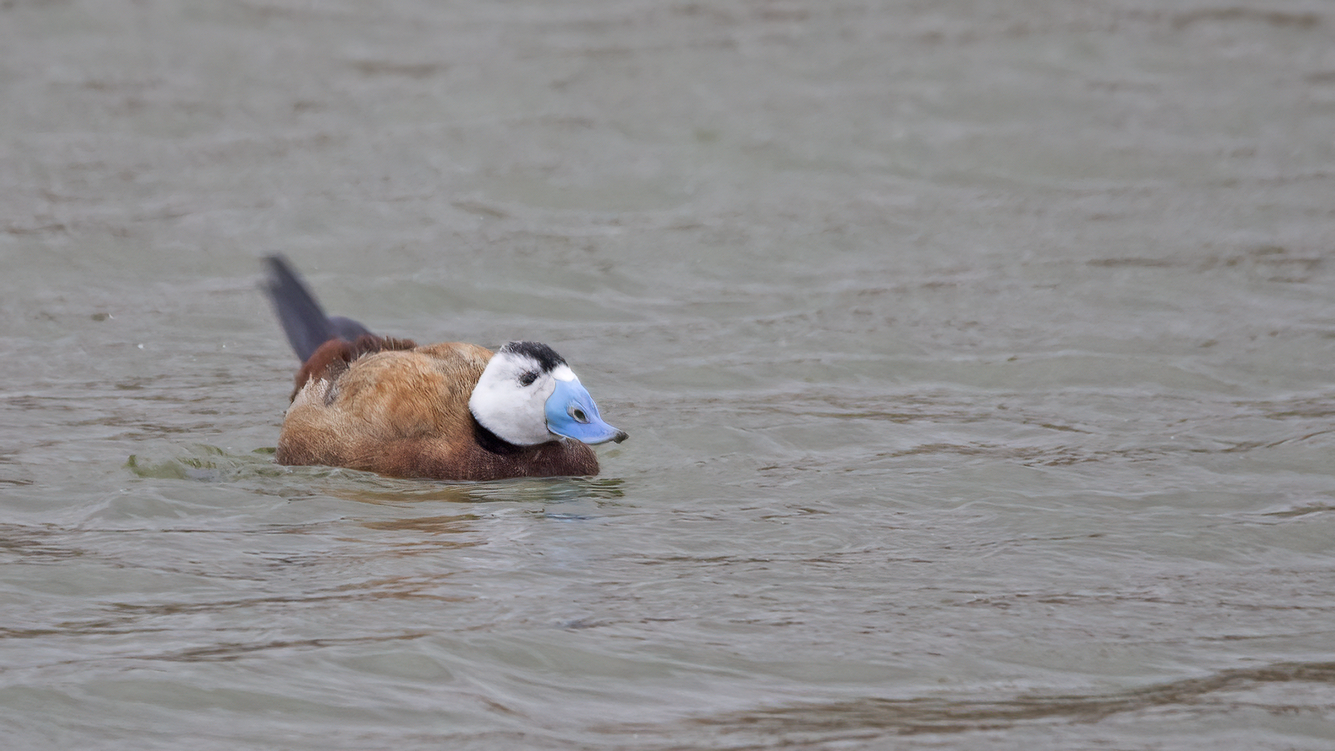 White-headed Duck